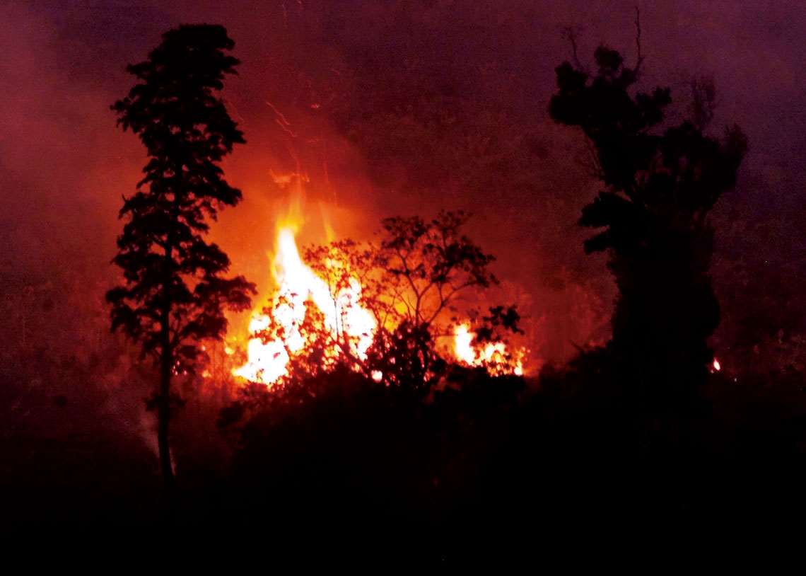 Queima de incêndio à noite, fogo na floresta, Vetor Grátis em 2023