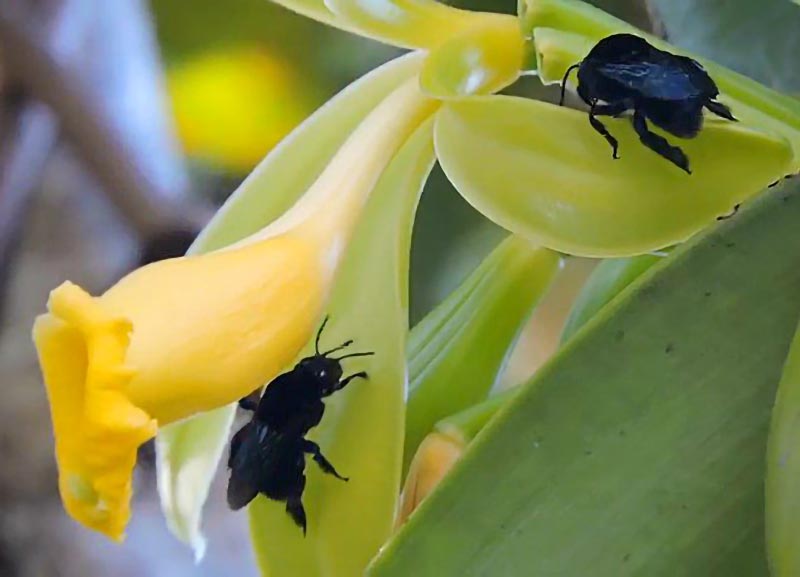 Várias espécies de animais participam da reprodução de orquídeas que  produzem baunilha : Revista Pesquisa Fapesp