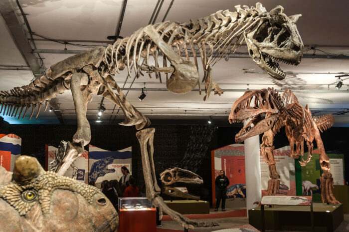 O touro carnívoro <em>Carnotaurus sastrei</em> (<em>esqueleto no alto, com reconstrução no canto inferior esquerdo</em>) tinha toda uma estrutura capaz de resistir a impactos quando dava cabeçadas com seus chifres ósseos. Corredor rápido e ágil, com visão binocular, era um caçador formidável nas terras atualmente ocupadas pela Argentina. Se alimentava de outros dinossauros, assim como o maior e mais antigo <em>Tyrannotitan chubutensis</em> (<em>ao fundo</em>)