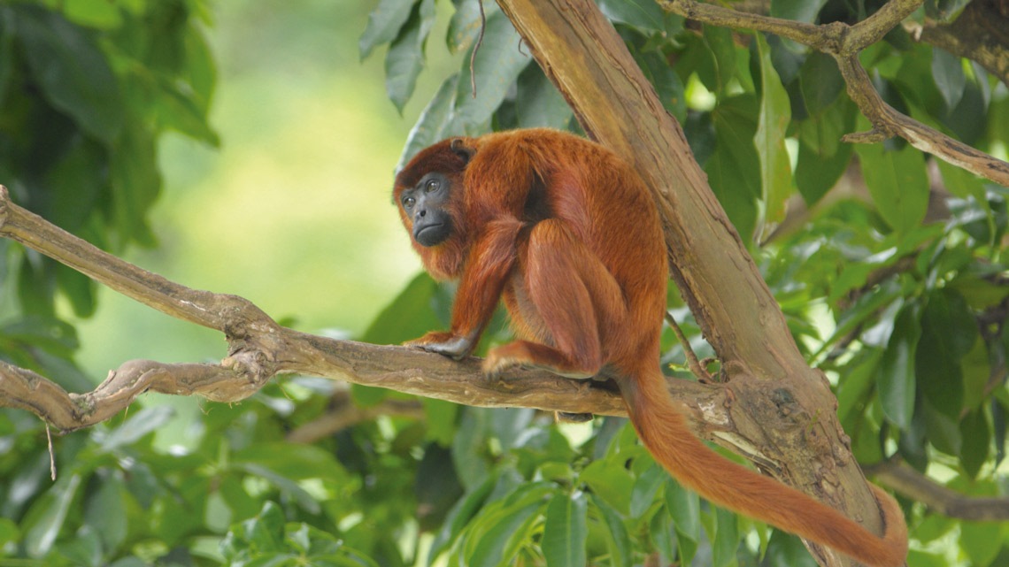 El mundo alberga a 260 especies de monos y su tamaño varía