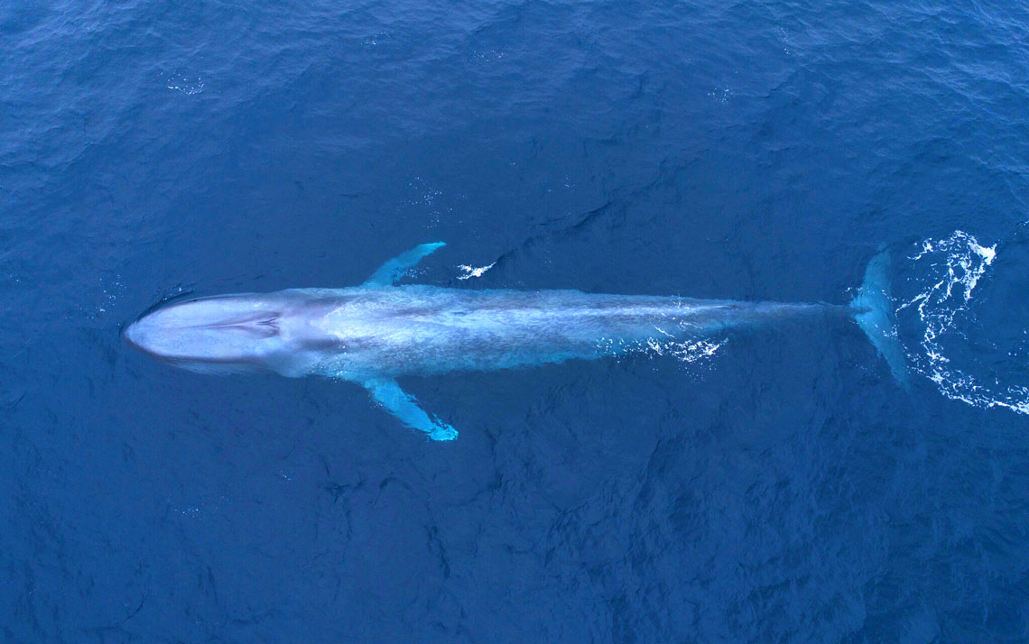 Alteração Em Quatro Genes Pode Explicar O Gigantismo Das Baleias Revista Pesquisa Fapesp
