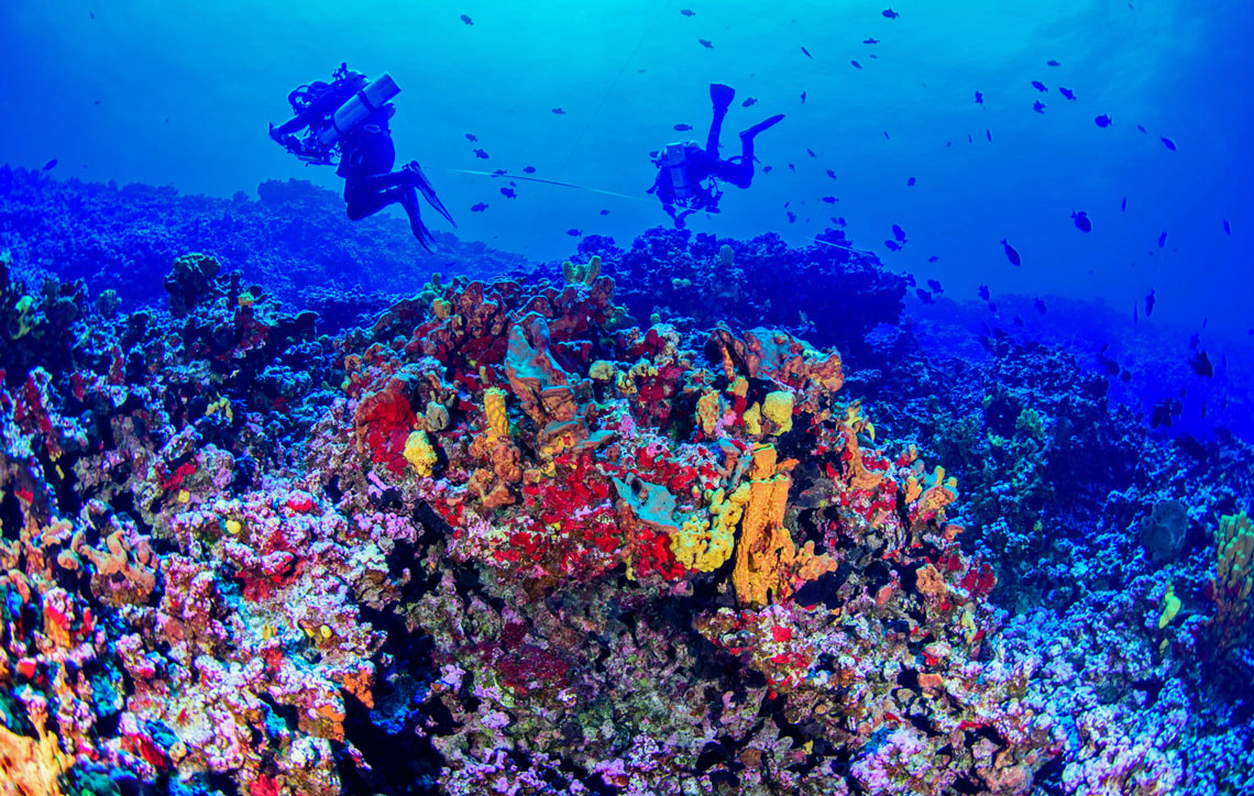 Recife de coral e algas marinhas no fundo do mar ai