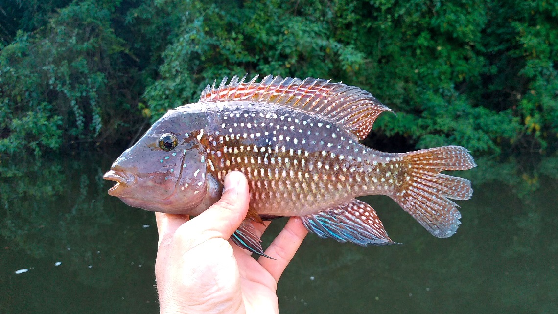 RPF peixes Geophagus iporangensis 2023 03 1140