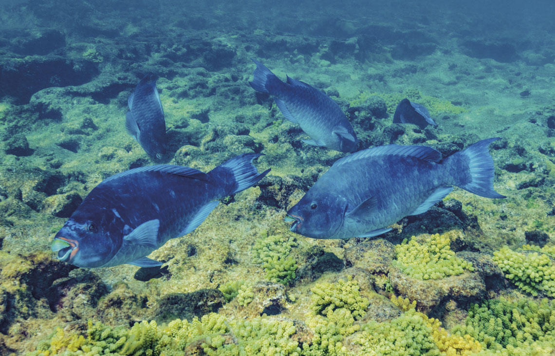 O Pulo do Góbio A Rusga dos 7 Mares: O ranking de biodiversidade