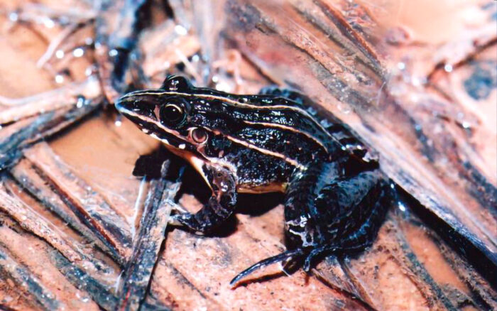 Atlantic Forest species whose populations have declined at some point in the last 130 years: <em>Leptodactylus furnarius</em>