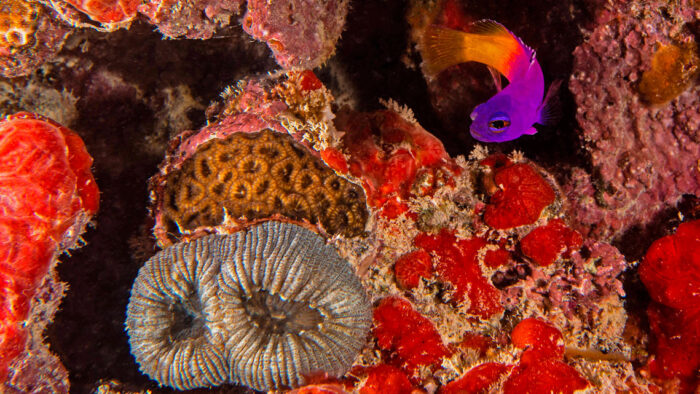 Endêmico da costa brasileira, o peixe <em>Gramma brasiliensis</em> habita recifes naturais, artificiais e rochosos rasos, até cerca de 30 m de profundidade. Não passa de 6 centímetros e costuma nadar com o ventre para cima. Alimenta-se de pequenos organismos planctônicos na coluna d’água