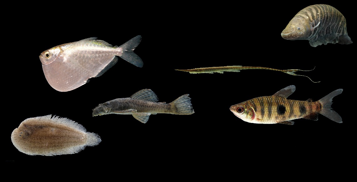The reason behind the megadiversity of fish in South America : Revista  Pesquisa Fapesp