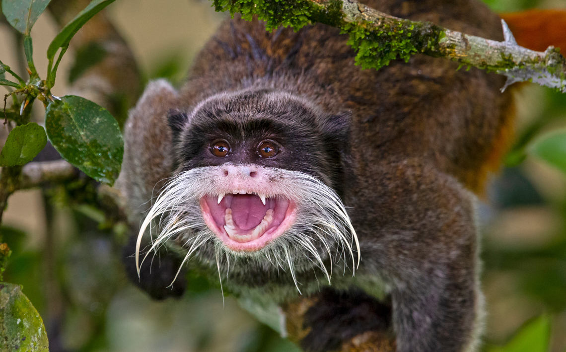 O menor macaco do mundo vive na Amazônia