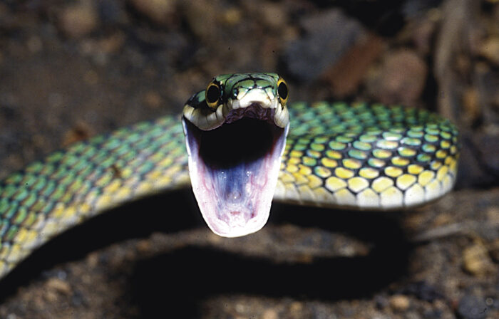 Guia ilustrado de Serpentes da Amazônia é lançado no Instituto Butantan ...