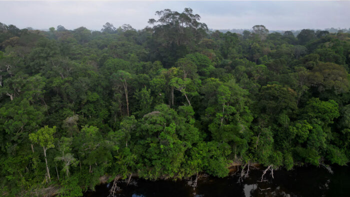 A vista do alto, por meio de um drone, permite enxergar as copas mais altas que se destacam do dossel da floresta, chegando a alturas entre 60 e 80 metros. As águas escuras do rio Amapari contribuem para tornar o Parque Nacional Montanhas do Tumucumaque (PNMT) um local livre de mosquitos