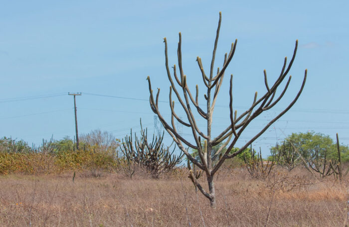 Facheiros, uma espécie de cacto, dominam áreas da Caatinga degradada, antes ocupadas por plantações de algodão, às margens da rodovia que liga Campina Grande ao oeste da Paraíba