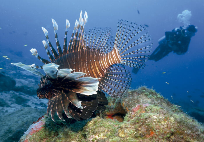 Lionfish taking over the Brazilian coastline : Revista Pesquisa Fapesp