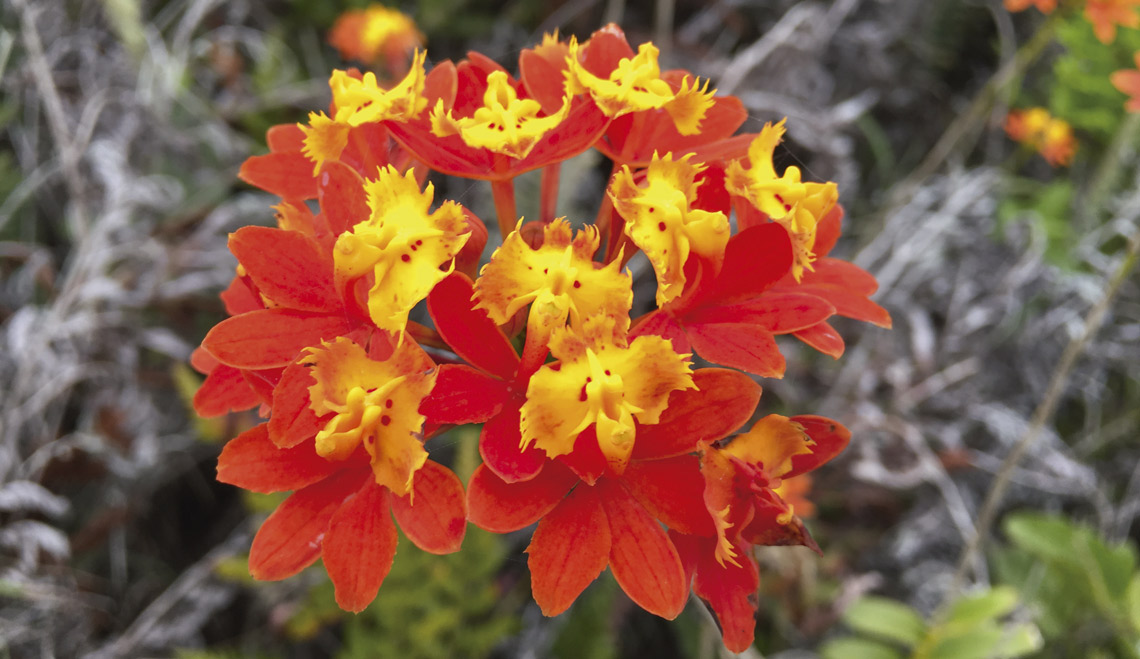 Orquídea-da-praia (Epidendrum fulgens)