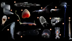 Catálogo de organismos da zona mesopelágica, incluindo salpas, camarões e peixes bioluminescentes numerados