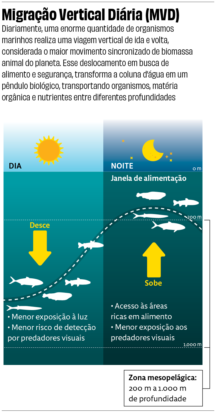 Expedição revela 31 espécies potencialmente novas no Atlântico Sul